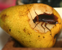 Roach Eating Fruit