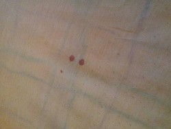 Bed Bug Blood Spots On Bed Sheets