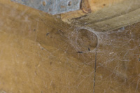 Spider Webs In Corner