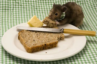 Rat Stealing Food