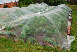 Strawberry patch covered by bird netting deterrent