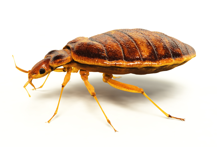 Bed Bug Pest Image