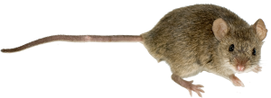 house-mouse