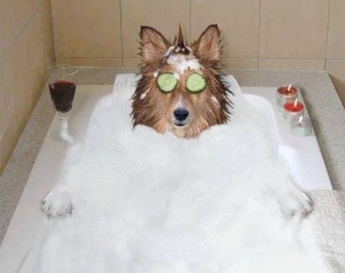 Dog in a bathtub