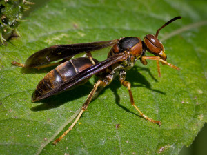 1280px-Brown_Paper_Wasp-27527-2