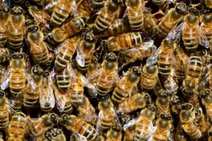bee removal san diego