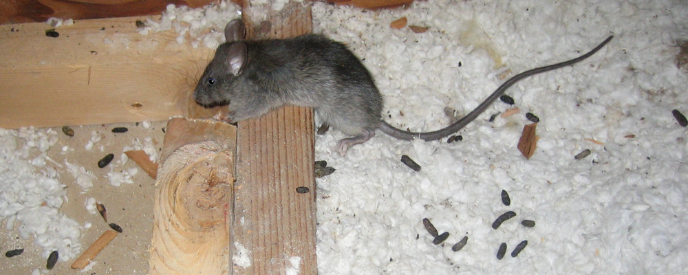 Rat Droppings