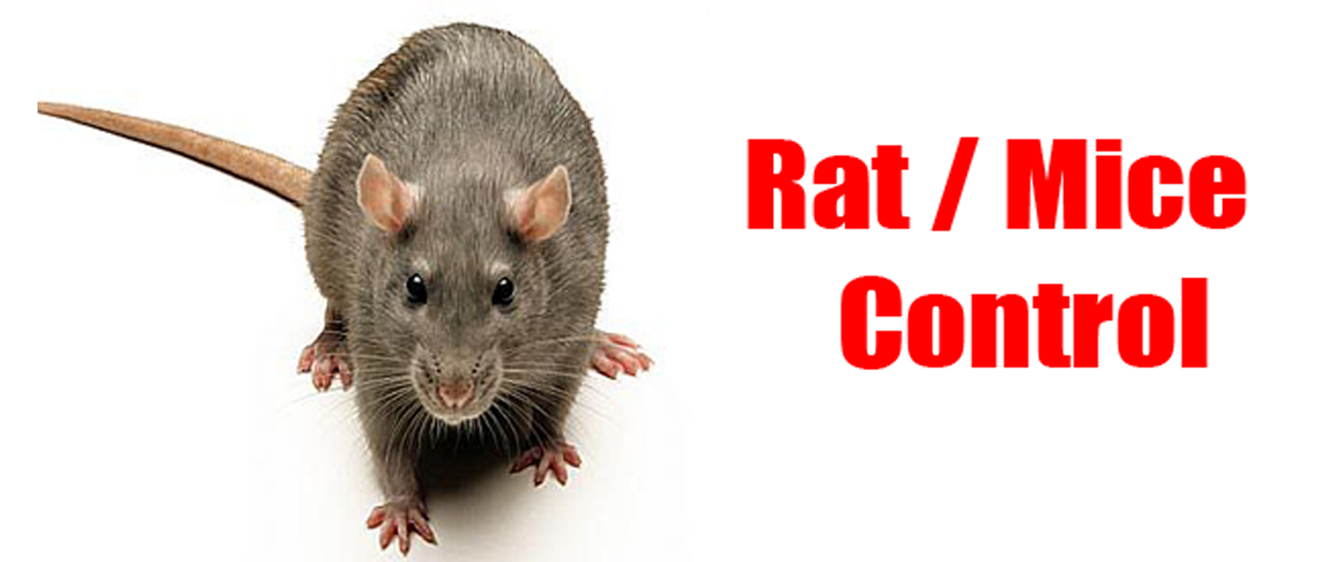 Rat control san diego