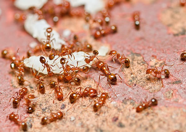 fire ants control san diego