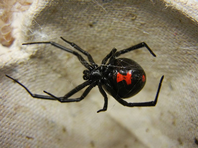 Black Widow Spider First Aid Treatment