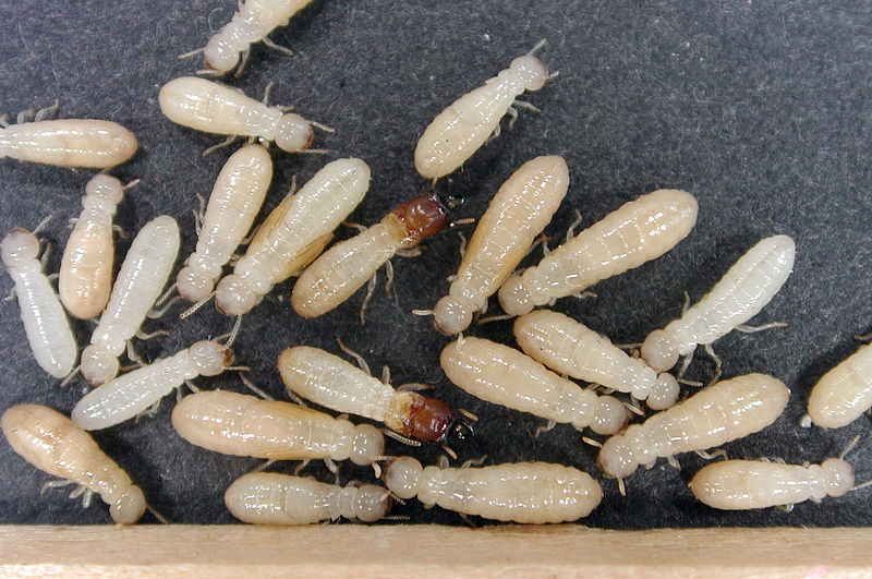 Subterranean termites