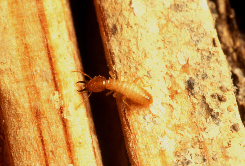 Dampwood termite