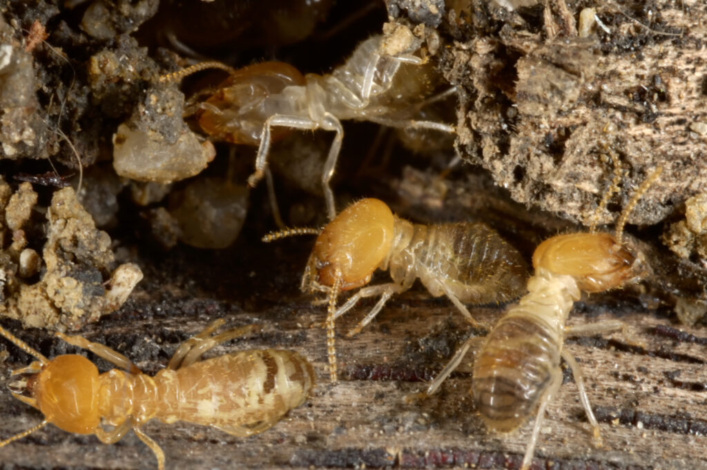Natural Termite Control Methods for Californians