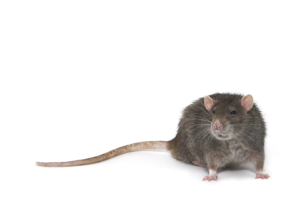 rodent infestation causes and prevention