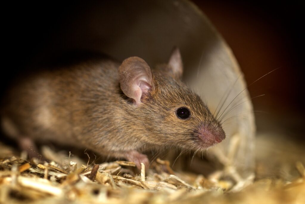 Rodent-Borne Diseases in California: What You Need to Know